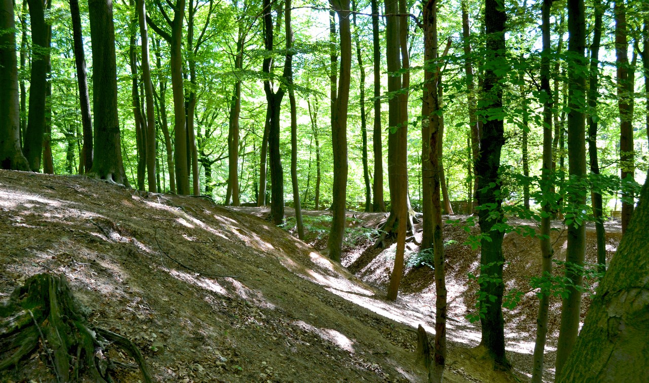 Die Befestigung der frühmittelalterlichen Wallburg Dörenthe ist ein noch heute gut sichtbares Bodendenkmal. (Foto: U. Steinkrüger).