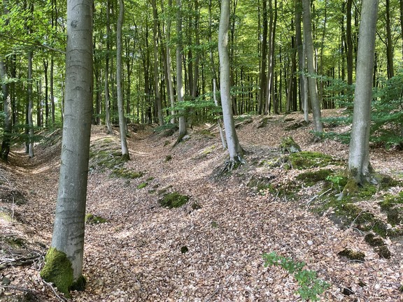 Hohlwege bei Warstein