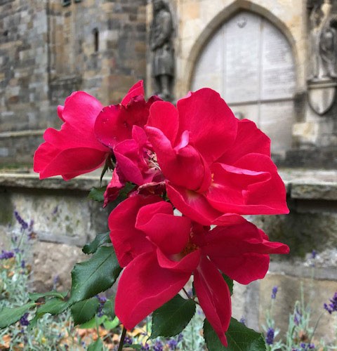 Die Rosa castell d'Alaquas in voller Blüte.