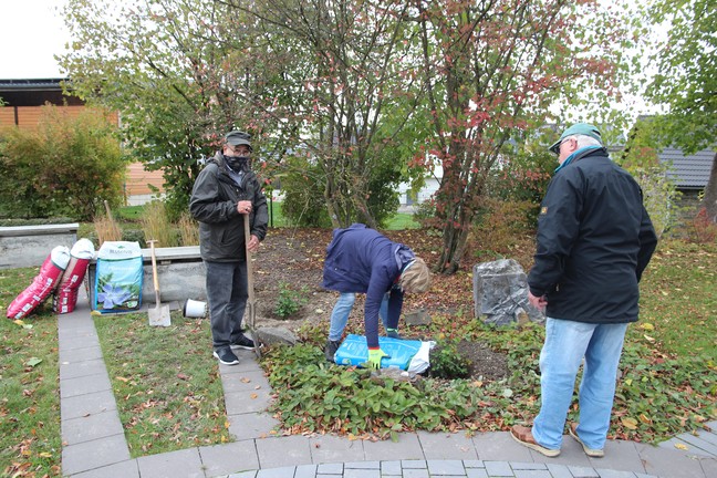 Fachkundig werden die beiden Rosen von N. Sinclair (links) und L. Funke (Mitte) in die vorbereiteten Löcher gepflanzt (Foto: Altertumskommission/ Steinkrüger).