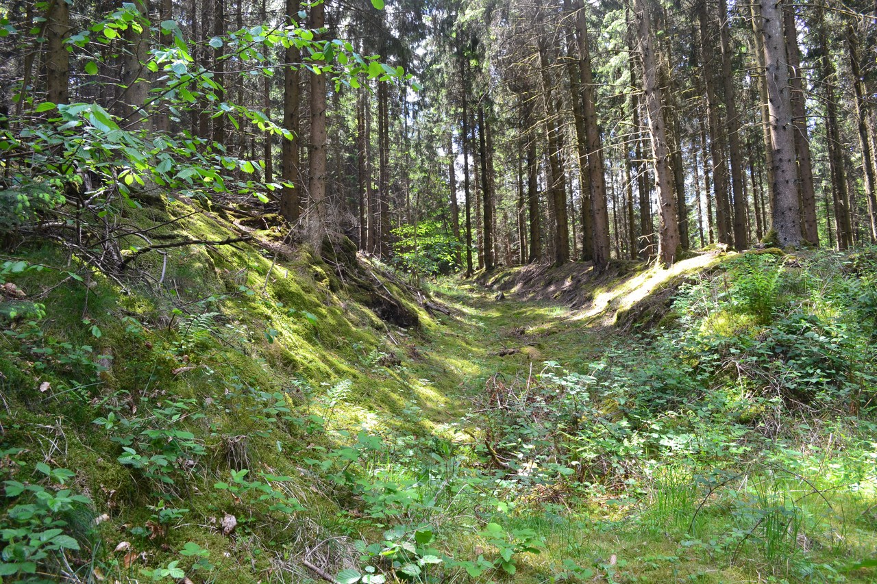 Hohlweg im Sauerland bei Grevenbrück (Foto: Altertumskommission für Westfalen/U. Steinkrüger)