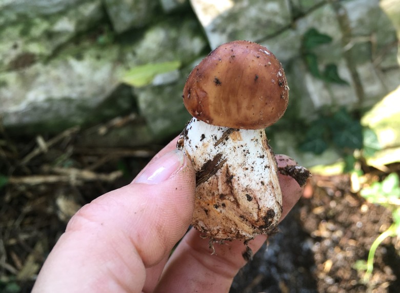 Zwischen den Steinen wuchs ein Steinpilz.