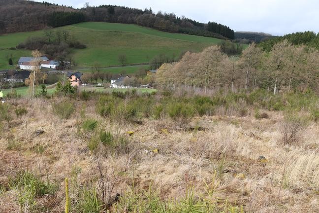 Blick auf den Hauptwall der Wallburg Kirchilpe (Jüngerich/AKo)
