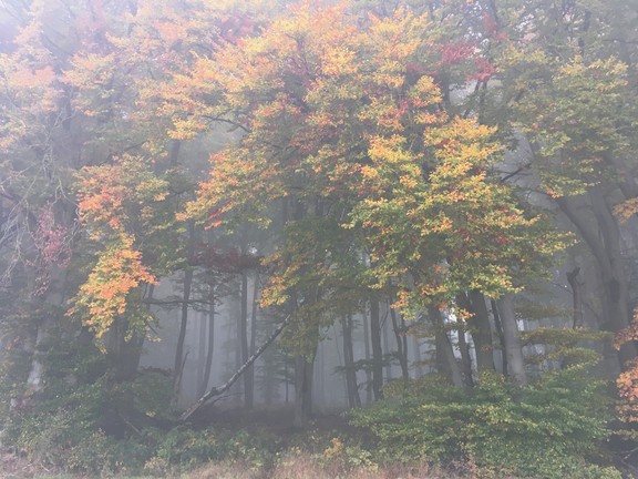 Herbstwald im Nebel.