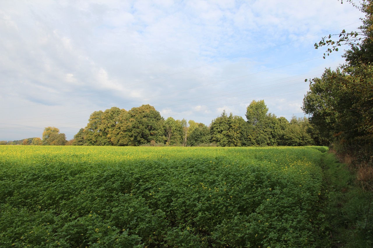 Blick auf die Burgstätte